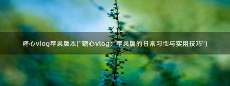 糖心vlog男主：糖心vlog苹果版本(